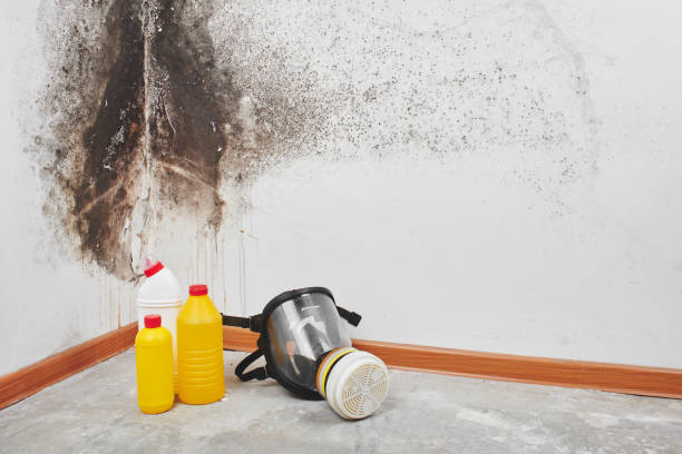 Best Emergency Mold Removal  in Queen City, TX