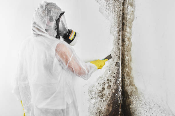 Queen City, TX Mold Removal Company