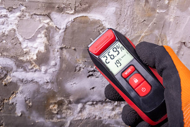 Best Toxic Mold Removal  in Queen City, TX