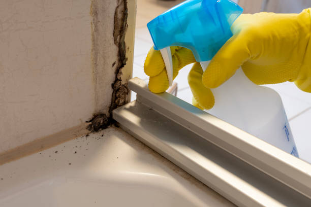 Best Attic Mold Removal  in Queen City, TX