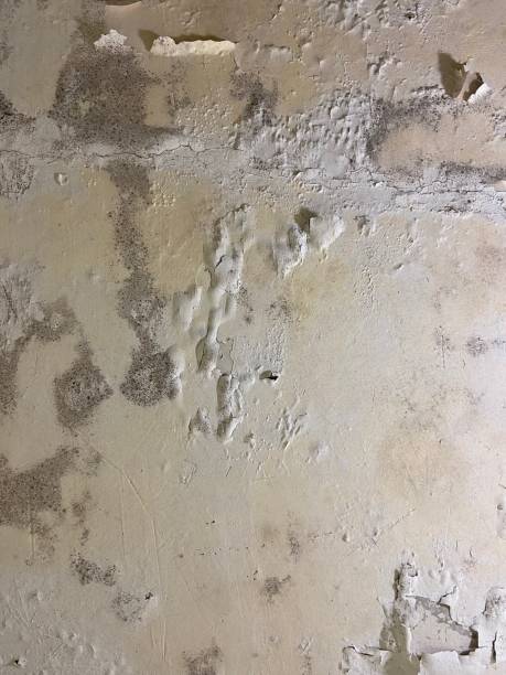 Best Mold Cleaning Services  in Queen City, TX