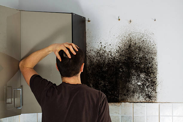 Best Office Mold Removal Services  in Queen City, TX