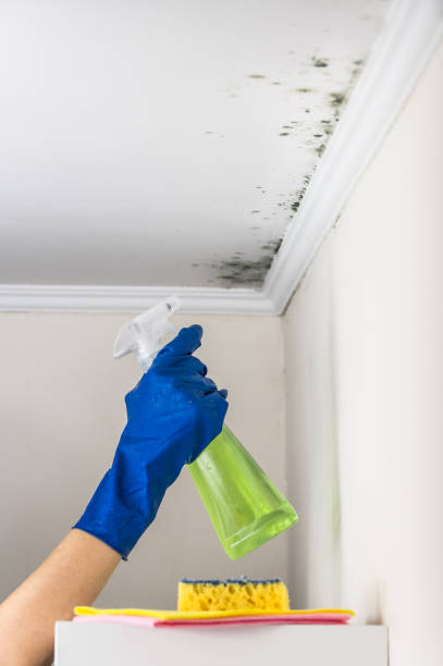 Queen City, TX Mold Removal Company